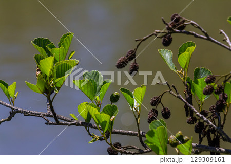 Green and brown alder cones, alder catkins and green leaves 129309161