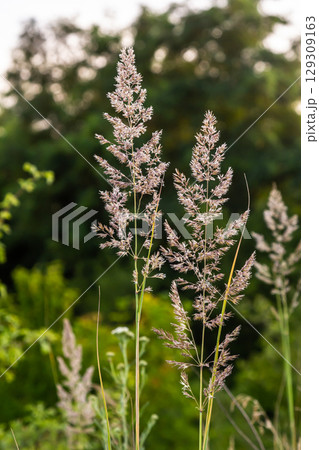 Calamagrostis arundinacea is a species of bunch grass in the family Poaceae, native to Eurasia, China and India. closeup of weeds of tropical mountains. Wild grass wallpaper. Weeds. nature grass 129309163