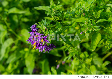 Bittersweet nightshade Solanum dulcamara flowers and buds with leaves. Place for text 129309164