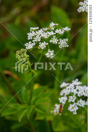 White Chaerophyllum aureum plant with smooth bokeh White Chaerophyllum aureum plant with smooth bokeh 129309165