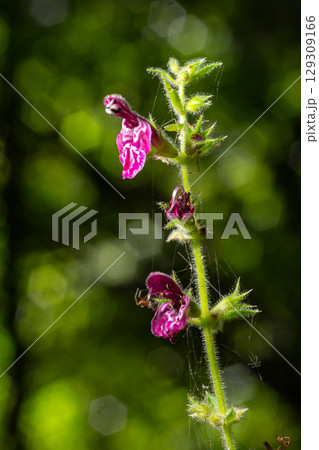 Close up of a hedge woundwort stachys sylvatica flower in bloom 129309166