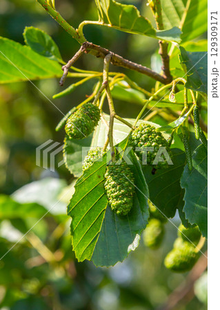 Green and brown alder cones, alder catkins and green leaves 129309171