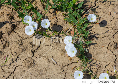 Field bindweed or Convolvulus arvensis European bindweed Creeping Jenny Possession vine herbaceous perennial plant with open and closed white flowers surrounded with dense green leaves Field bindweed or Convolvulus arvensis European bindweed Creeping Jenny Possession vine herbaceous perennial plant with open and closed white flowers surrounded with dense green leaves 129309178
