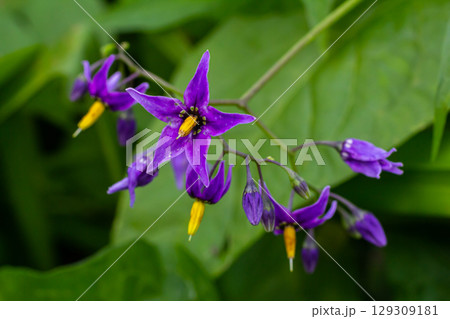 Bittersweet nightshade Solanum dulcamara flowers and buds with leaves. Place for text Bittersweet nightshade Solanum dulcamara flowers and buds with leaves. Place for text 129309181