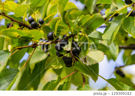 Glossy buckthorn berries or fruit growing on the bush in August 129309182