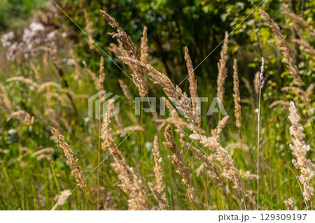 Inflorescence of wood small-reed Calamagrostis epigejos on a meadow 129309197