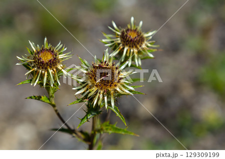 Carlina biebersteinii plant at field at nature. Carlina vulgaris or Carline thistle, family Asteraceae Compositae. Carlina corymbosa 129309199