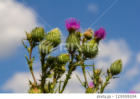 The bright purple flower of the carduus acanthoides, known as the spiny plumeless thistle, welted thistle, or plumeless thistle in front of the dark forest background The bright purple flower of the carduus acanthoides, known as the spiny plumeless thistle, welted thistle, or plumeless thistle in front of the dark forest background 129309204