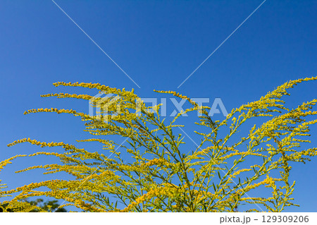 Canadian goldenrod, cluster of small yellow flower heads, close up. Solidago canadensis or brendiae is an ornamental perennial herb, herbaceous flowering plant of the family Asteraceae, Compositae 129309206