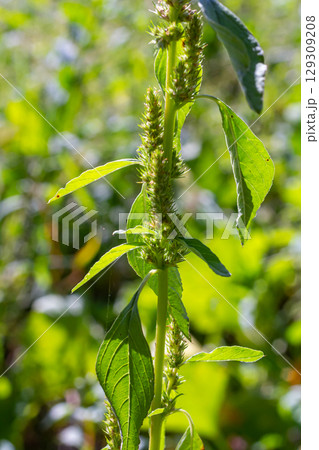 Amaranthus retroflexus, true to one of its common names, forms a tumbleweed. It may be native to the Neotropics or Central and Eastern North America. This plant is eaten as a vegetable in different Amaranthus retroflexus, true to one of its common names, forms a tumbleweed. It may be native to the Neotropics or Central and Eastern North America. This plant is eaten as a vegetable in different 129309208