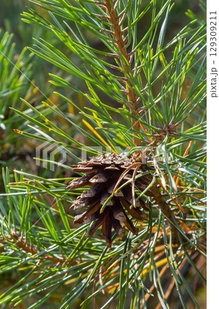 Pinus sylvestris branch with cones in natural environment Pinus sylvestris branch with cones in natural environment 129309211