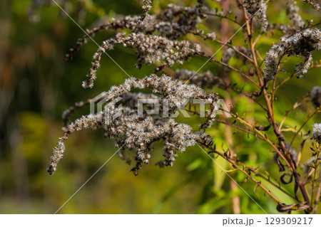 Canadian goldenrod, cluster of small yellow flower heads, close up. Solidago canadensis or brendiae is an ornamental perennial herb, herbaceous flowering plant of the family Asteraceae, Compositae 129309217
