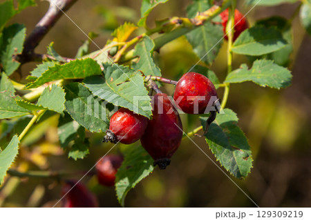 Red dog rose berries in autumn season. Many Red rosehip fruits and green leaves in sunny day Red dog rose berries in autumn season. Many Red rosehip fruits and green leaves in sunny day 129309219