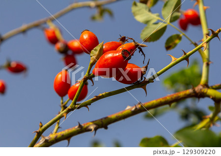 Red dog rose berries in autumn season. Many Red rosehip fruits and green leaves in sunny day Red dog rose berries in autumn season. Many Red rosehip fruits and green leaves in sunny day 129309220