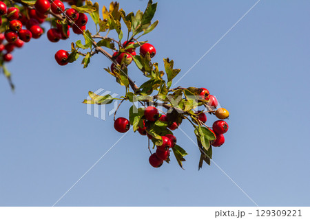 clusters of red fruits Crataegus coccinata tree close up clusters of red fruits Crataegus coccinata tree close up 129309221