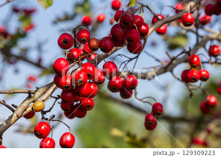 clusters of red fruits Crataegus coccinata tree close up 129309223