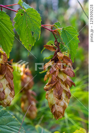 Hops flowers, of the hop plant Humulus lupulus, for beer production growing in the Bavaria by the Danube river on a sunny day 129309228