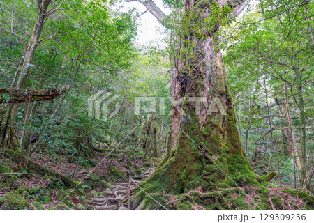 七本杉屋久杉 屋久島白谷雲水峡(3月) 七本杉屋久杉 屋久島白谷雲水峡(3月) 129309236