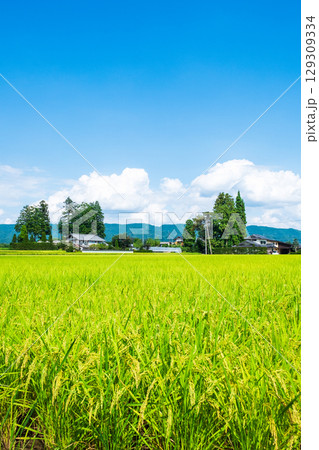夏の田舎風景 129309334
