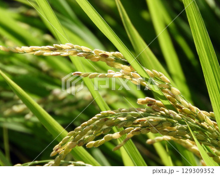 秋の稲 129309352