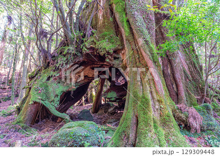 三代杉屋久杉　屋久島国立公園(3月) 129309448