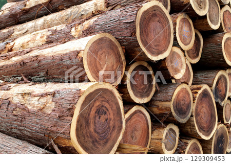 伐採され積み上げられた木材 伐採され積み上げられた木材 129309453