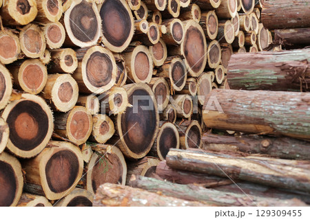 伐採され積み上げられた木材 129309455