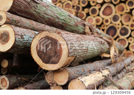 伐採され積み上げられた木材 129309456