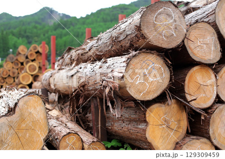 伐採され積み上げられた木材 129309459