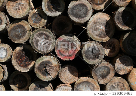 伐採され積み上げられた木材 129309463
