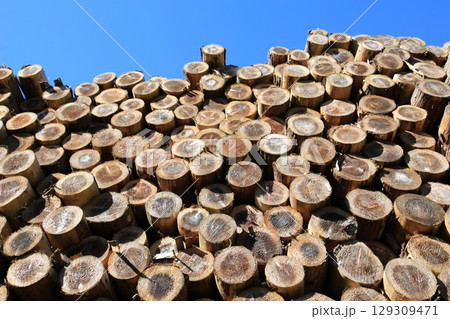 伐採され積み上げられた木材 129309471