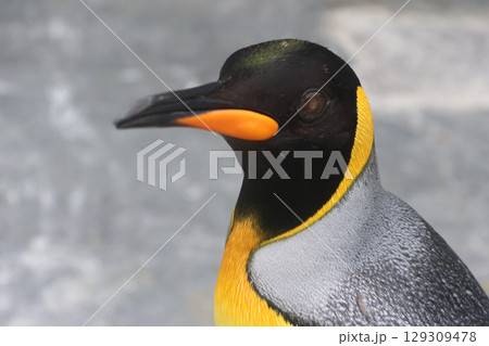 キングペンギン・旭山動物園（北海道・旭川市） 129309478