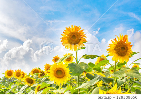 青空と夏雲とひまわり畑 青空と夏雲とひまわり畑 129309650