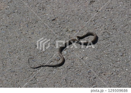 ヒバカリ ヒバカリ 129309686