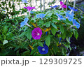 小学生の朝顔満開 129309725
