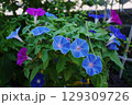 小学生の朝顔満開 129309726