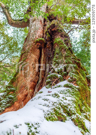 七本杉屋久杉　屋久島白谷雲水峡(2月) 129309778