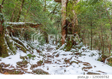 七本杉屋久杉　屋久島白谷雲水峡(2月)神が宿る巨木 129309782