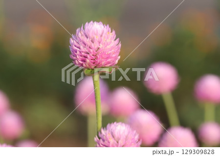 夏の庭に咲く薄桃色の千日紅の花 129309828