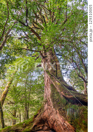 三本足杉屋久杉　屋久島白谷雲水峡(2月)神が宿る巨木 129310005