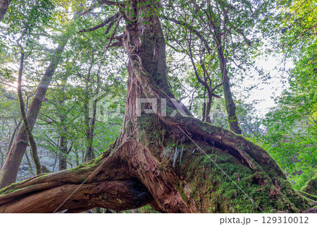 三本足杉屋久杉 屋久島白谷雲水峡(2月)神が宿る巨木 三本足杉屋久杉 屋久島白谷雲水峡(2月)神が宿る巨木 129310012