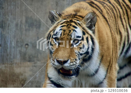 アムールトラ・旭山動物園（北海道・旭川市） 129310036