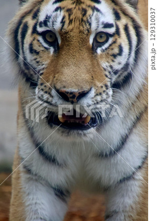 アムールトラ・旭山動物園（北海道・旭川市） 129310037