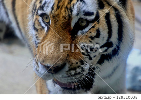 アムールトラ・旭山動物園（北海道・旭川市） 129310038