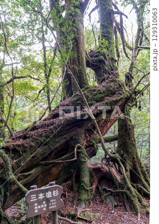三本槍杉屋久杉 屋久島白谷雲水峡(2月) 三本槍杉屋久杉 屋久島白谷雲水峡(2月) 129310063