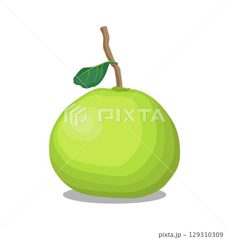 Vector illustration green and yellow pomelo in cartoon flat style. Pomelo orange tropical fruit isolated on white background, fresh food for diet, agricultural product, gardening farm 129310309