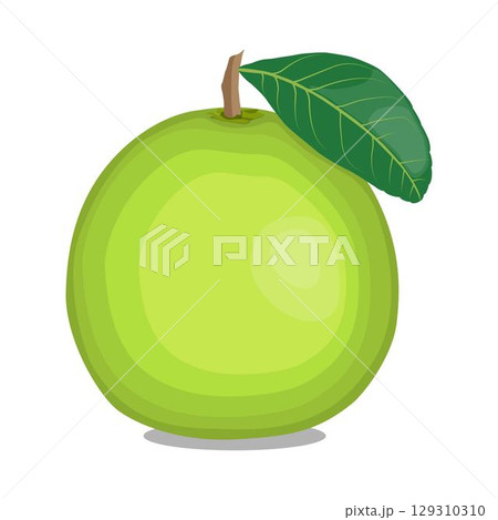 Vector illustration green and yellow pomelo in cartoon flat style. Pomelo orange tropical fruit isolated on white background, fresh food for diet, agricultural product, gardening farm 129310310