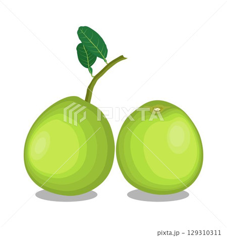 Vector illustration green and yellow pomelo in cartoon flat style. Pomelo orange tropical fruit isolated on white background, fresh food for diet, agricultural product, gardening farm 129310311