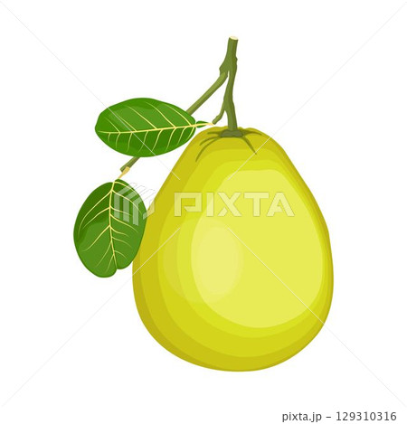 Vector illustration green and yellow pomelo in cartoon flat style. Pomelo orange tropical fruit isolated on white background, fresh food for diet, agricultural product, gardening farm 129310316