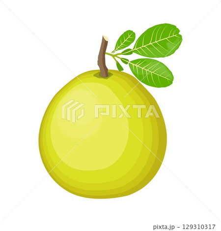 Vector illustration green and yellow pomelo in cartoon flat style. Pomelo orange tropical fruit isolated on white background, fresh food for diet, agricultural product, gardening farm Vector illustration green and yellow pomelo in cartoon flat style. Pomelo orange tropical fruit isolated on white background, fresh food for diet, agricultural product, gardening farm 129310317